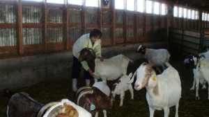 Goats love Reiki