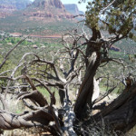 Sedona 2013. Juniper In the Airport Vortex