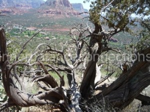 Sedona 2013. Juniper In the Airport Vortex