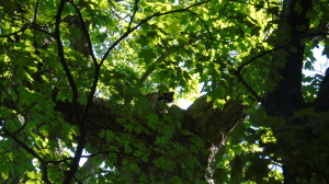 Racoon Rose Garden